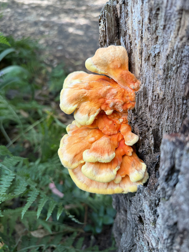 chicken of the woods