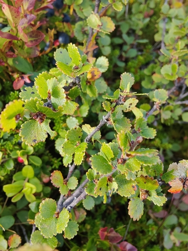 Dwarf Birch