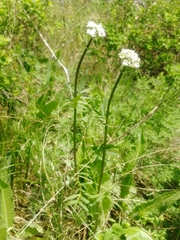 Valeriana dubia