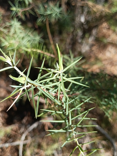 Juniperus oxycedrus