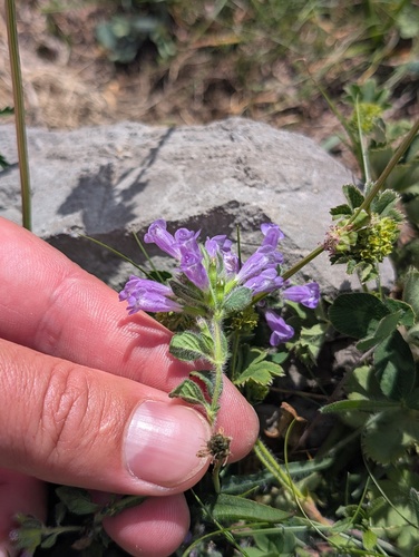 Clinopodium alpinum, photograph 6