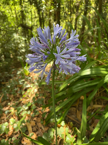 blue lily