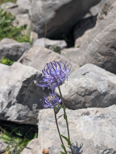 Phyteuma orbiculare, photograph 2