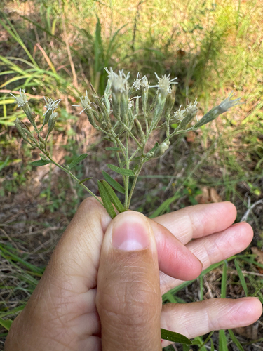 Torrey's eupatorium