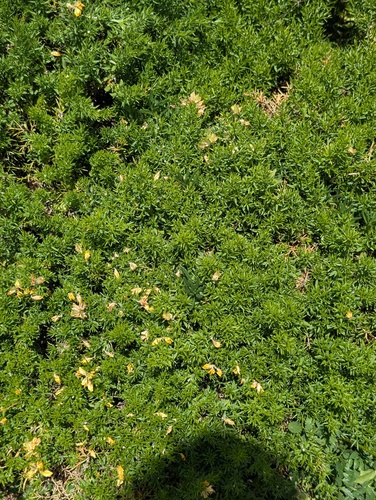 Genista hispanica, photograph 2