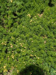 Genista hispanica, photograph (c) Denys Vynokurov, some rights reserved (CC BY)