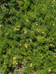 Genista hispanica