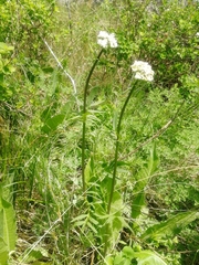 Valeriana dubia