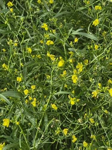 Perennial Wall-rocket