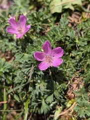 Geranium subargenteum, photograph (c) Denys Vynokurov, some rights reserved (CC BY)