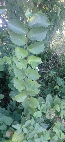 Fluttering Elm