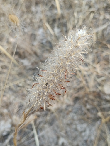 Trifolium angustifolium, photograph 5