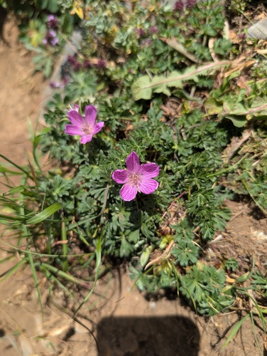 Geranium subargenteum, photograph 2