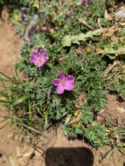 Geranium subargenteum, photograph (c) Denys Vynokurov, some rights reserved (CC BY)