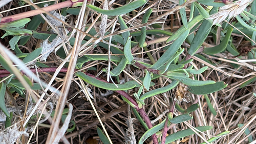 Jaumea carnosa