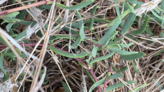 Jaumea carnosa