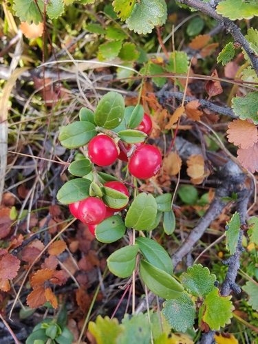 Lingonberry