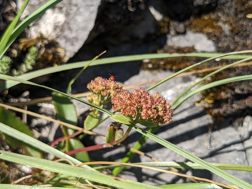 Great Stonecrop