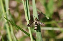Chamaesphecia empiformis