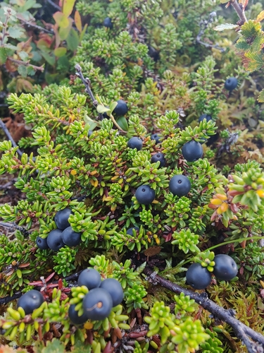 black crowberry