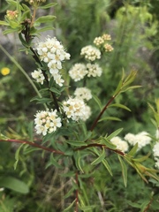 Spiraea alpina