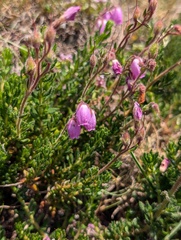 Daboecia cantabrica, photograph (c) Denys Vynokurov, some rights reserved (CC BY)