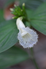 Chamaecostus congestiflorus