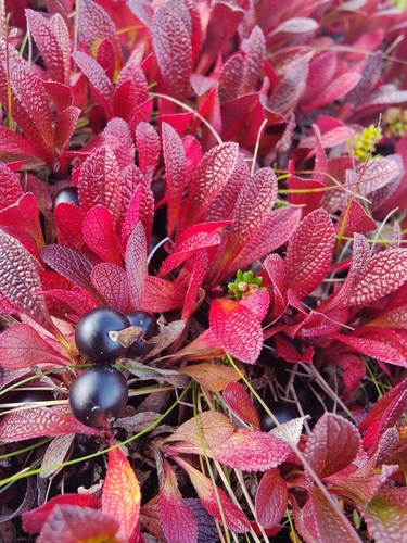 alpine bearberry