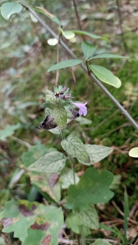 Wild Basil