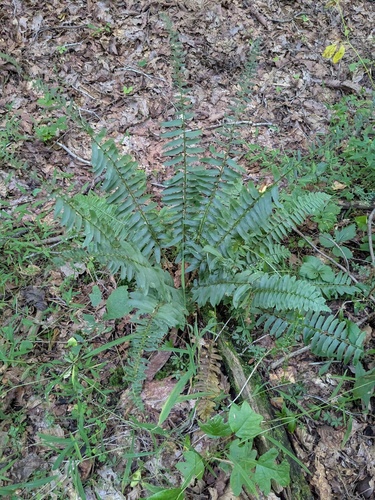 Christmas fern