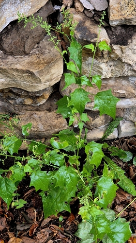 Chenopodiastrum hybridum, photograph 4