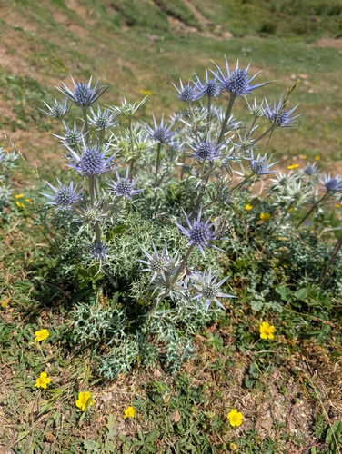 Eryngium bourgatii, photograph 1
