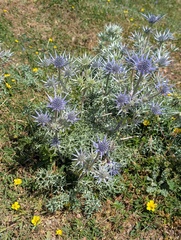 (c) Denys Vynokurov, some rights reserved (CC BY) Eryngium bourgatii, photograph (c) Denys Vynokurov, some rights reserved (CC BY)