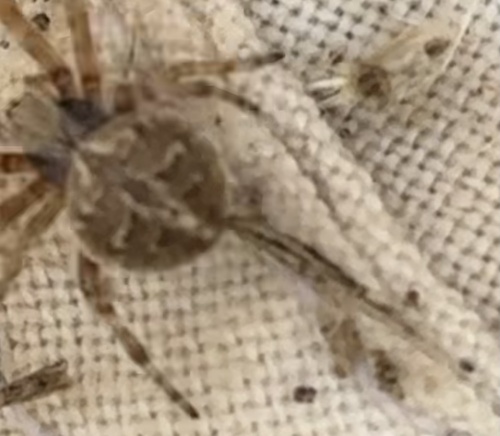 Gorse Orbweaver