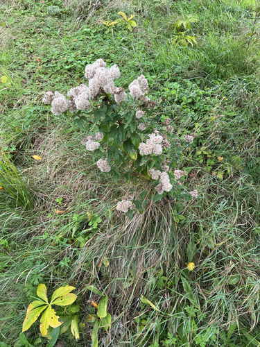 hemp agrimony