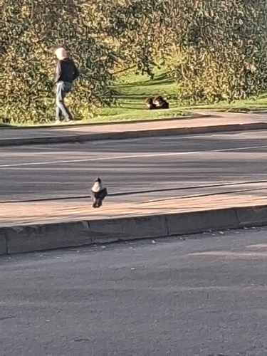 Hooded Crow