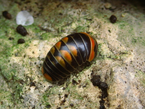 Glomeris pulchra