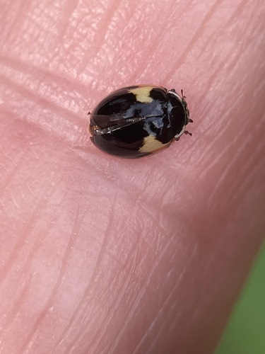 10-spot Ladybird