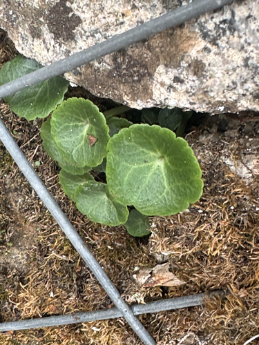 Wall Pennywort