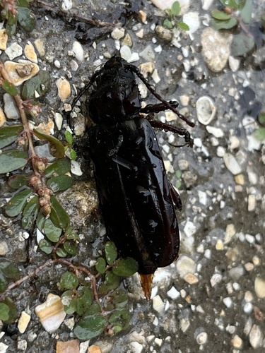 Hardwood Stump Borer