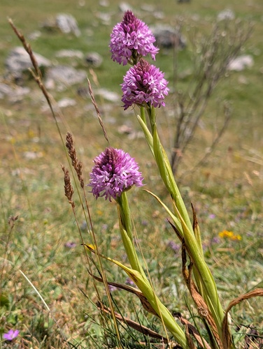 Anacamptis pyramidalis, photograph 4
