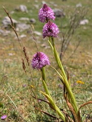 Anacamptis pyramidalis, photograph (c) Denys Vynokurov, some rights reserved (CC BY)