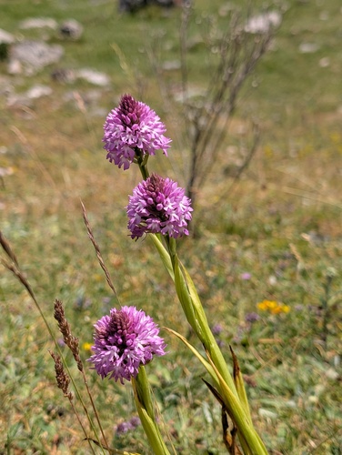 Anacamptis pyramidalis, photograph 3