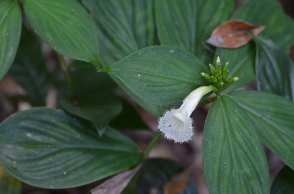 Chamaecostus congestiflorus