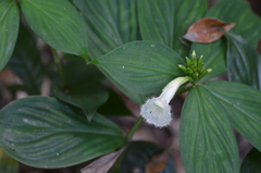 Chamaecostus congestiflorus