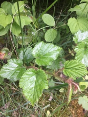 Rubus tricolor