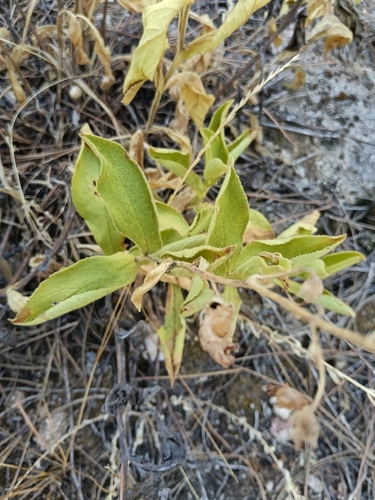 Digitalis thapsi, photograph 1