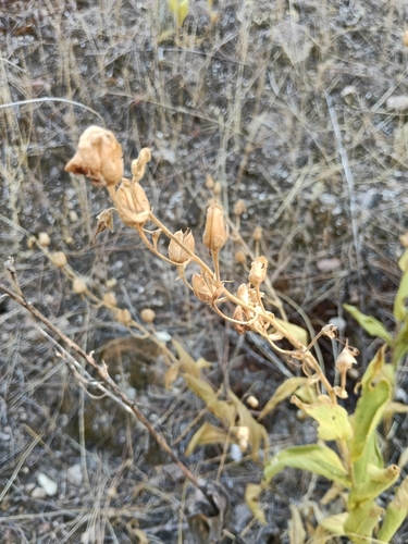Digitalis thapsi, photograph 2