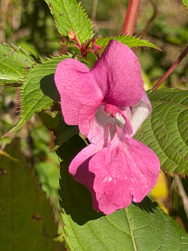 Himalayan balsam