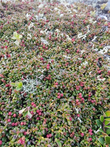 alpine azalea